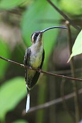 Long-billed Hermit